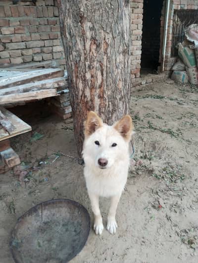 Swiss shepherd 6 month age