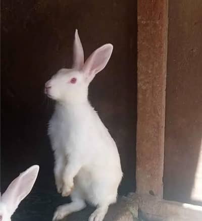 Red Eyes Rabbits