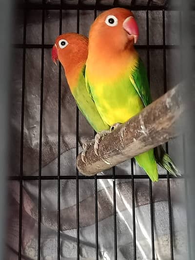 Green Opaline split pallplow