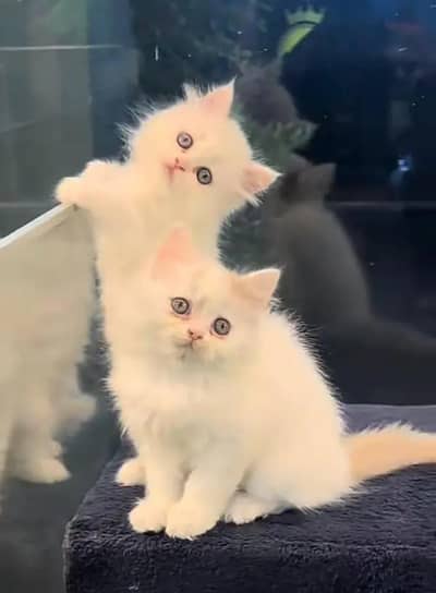 Persian female kitten for sale My WhatsApp number 03 20 24 100 47