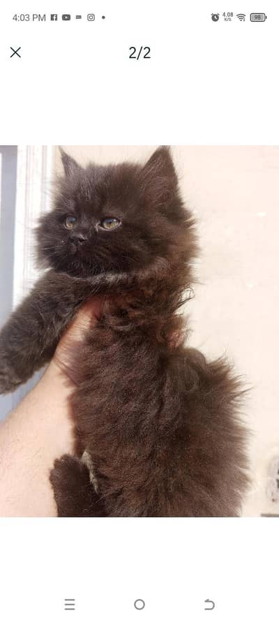 Persian male kitten