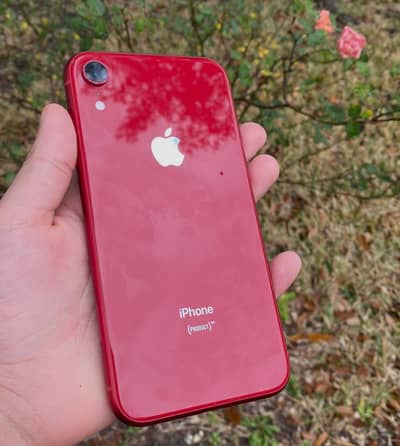 Iphone XR (exchange possible)