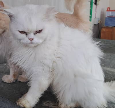 Persian Cat for Sale