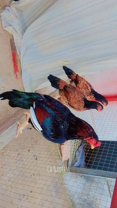 aseel amroha chick's  and hen available