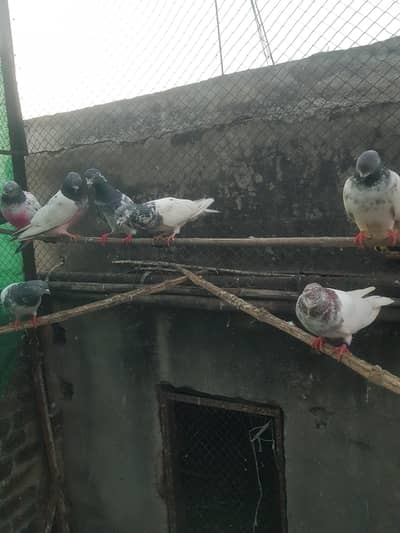 parak la mall hy sab bachy bhi hy