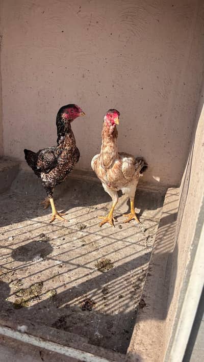 Blue Pathi/Red Pathi/Neela Maadi/Surkh Maadi/o shamo/Aseel/