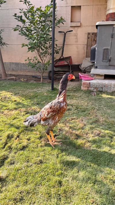 Blue Pathi/Red Pathi/Neela Maadi/Surkh Maadi/o shamo/Aseel/