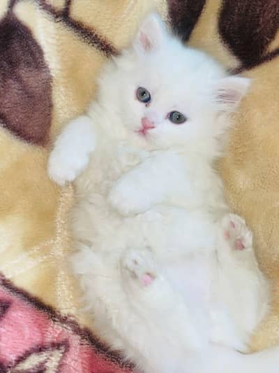 persian kitten