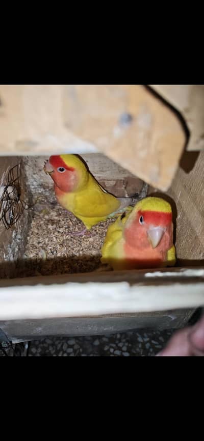 common Latino  love bird ka pair with cage with chik with box