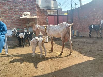 some goat sale argent