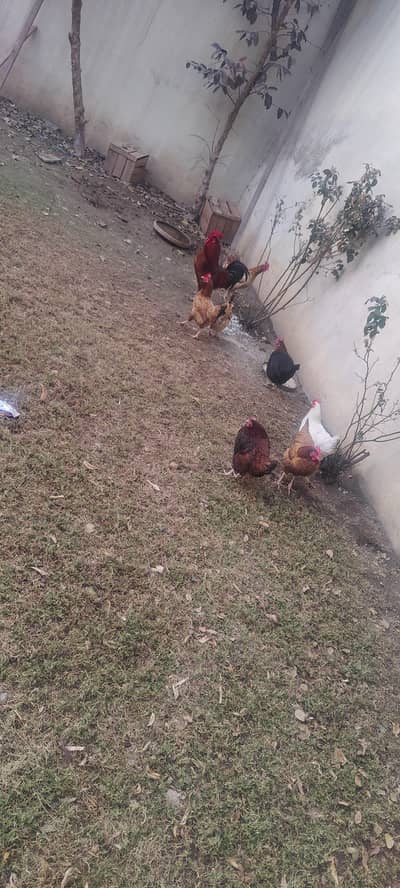 golden misri murgyan for sale