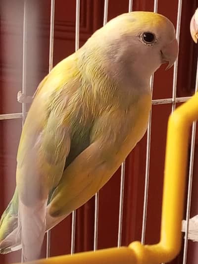 I am selling my lovebirds.