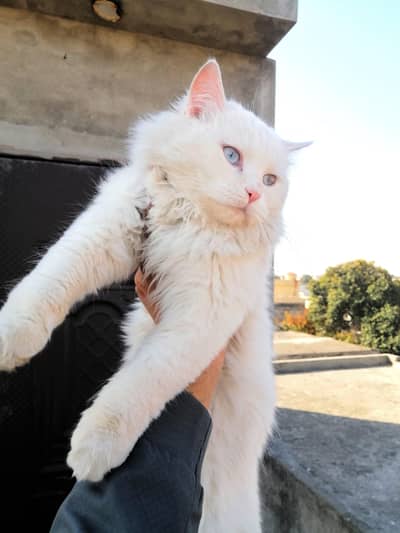 Male Persian kitten for sale