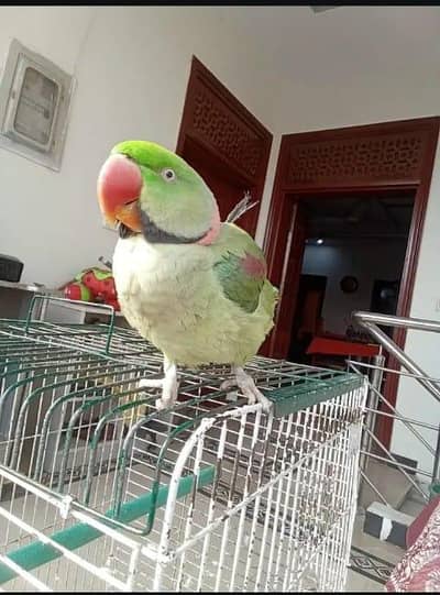 Kashmir raw parrot