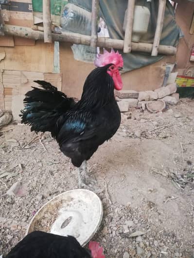 pure Austrlop Male available for sale