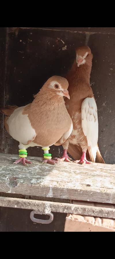 Different breeds pair