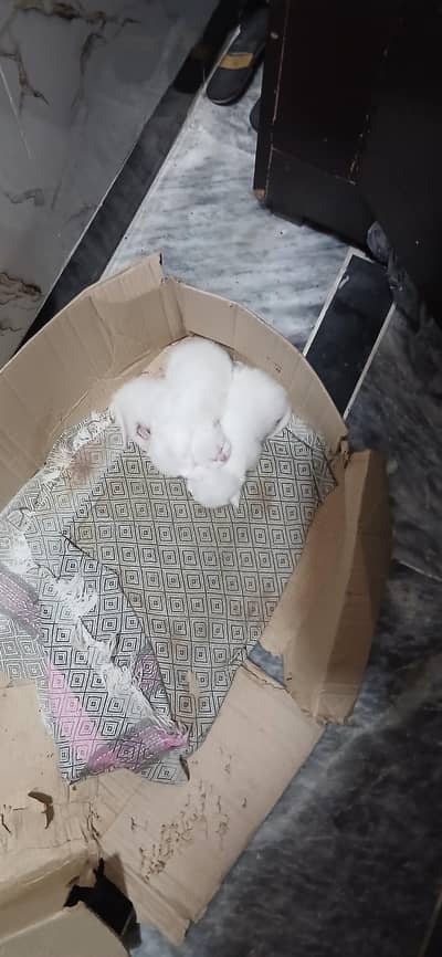 Persian cats for Sale now