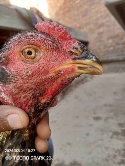 Thai Aseel 0321-7808988