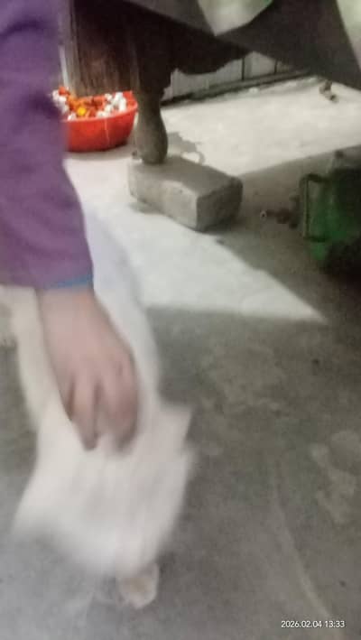 but asian gas for sale