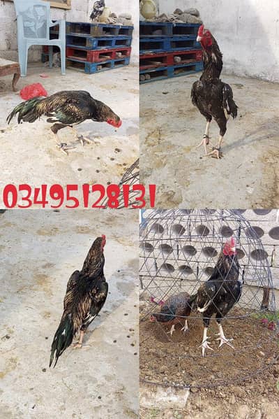 High Quality Mianwali Aseels 