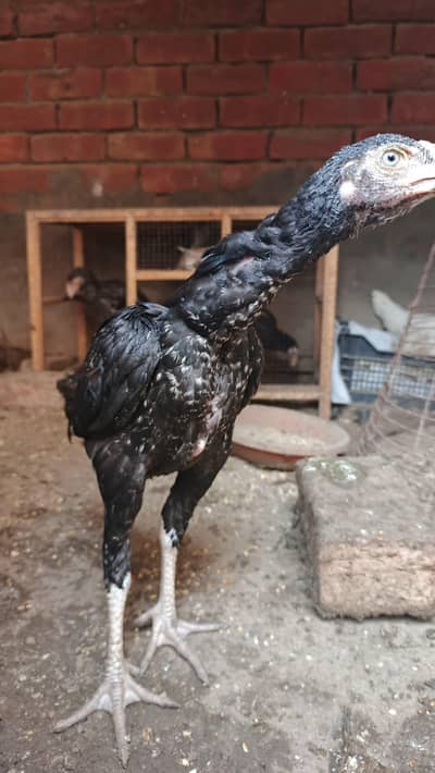 Premium Mianwali Breed Chicks – 3 Months Old (Male and female)