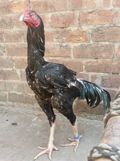 breading murga Thai crass