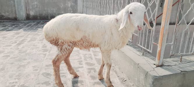 White Beauty Dumba Turkey Breed Male