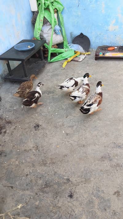 duck for sale 8000 5 pic 3000 pair  2male 3 female ducks
