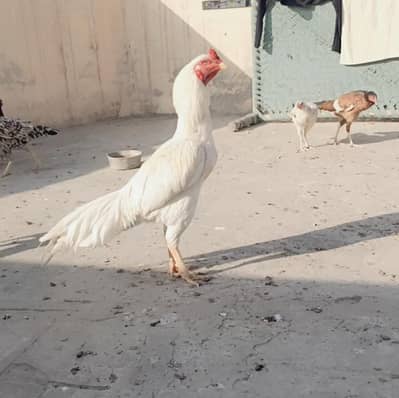 Heera White aseel murga old bloodline