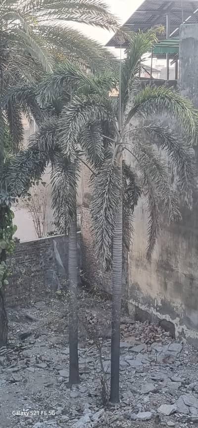 Royal Palm Tree