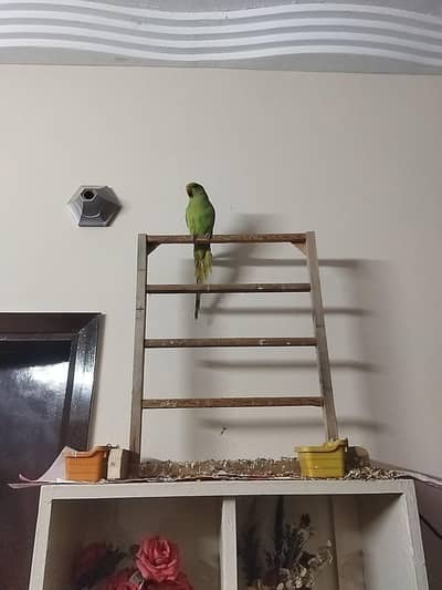 full temed green parrot