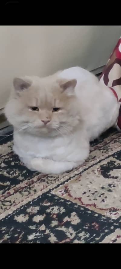 Persian double coat