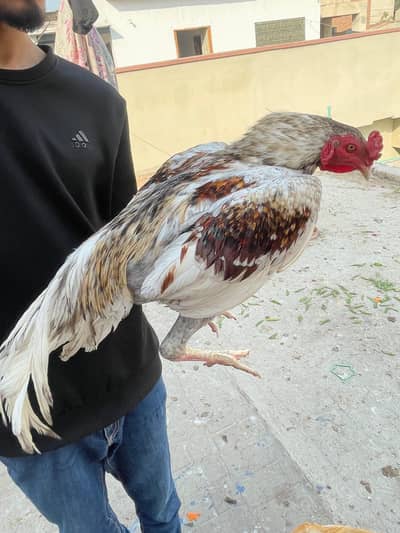 aseel trio aseel chicks buff heavy male austrlop