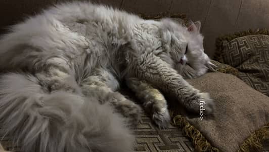 Cat available for stud