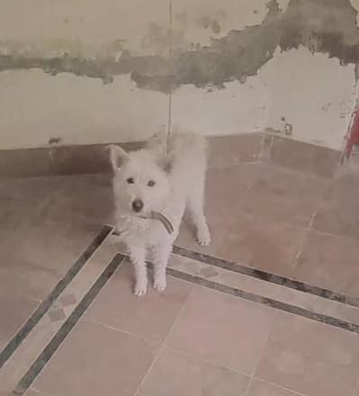 russain femle for sale