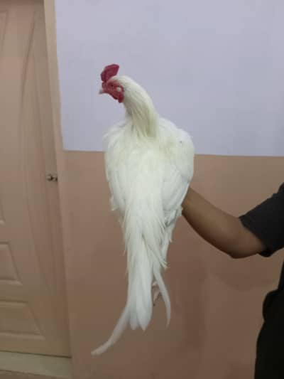 Hera ASEEL /Hera murgha/white aseel/safed aseel