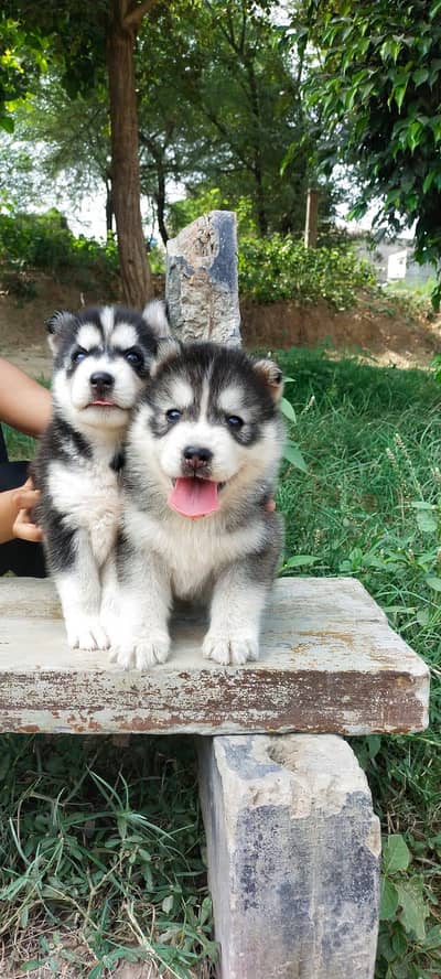 Siberian Husky Puppies|Top Quality for sale