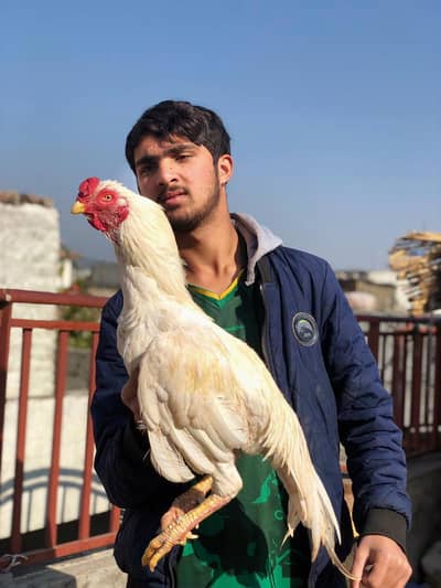 white aseel murga for sale urgent ph Whatsapp 03705041232 loc. . athal
