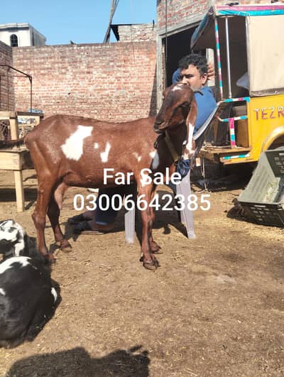 Arjent goat for sale