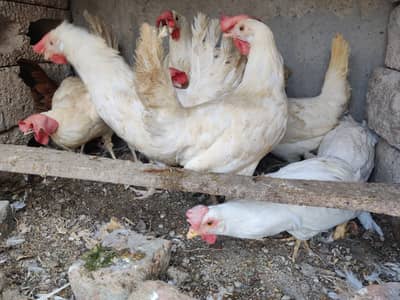 White Commercial Layer For Sale. . .