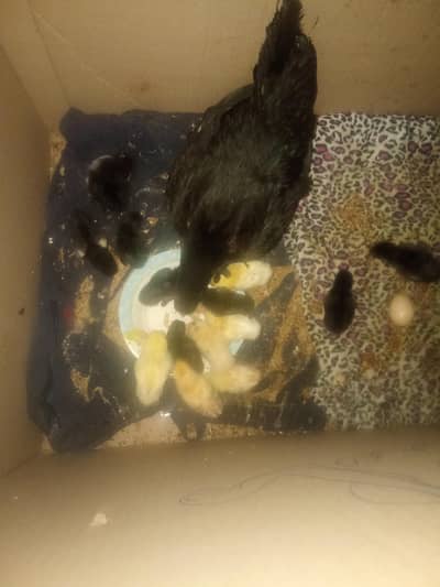 Aseel hen with 14 chicks