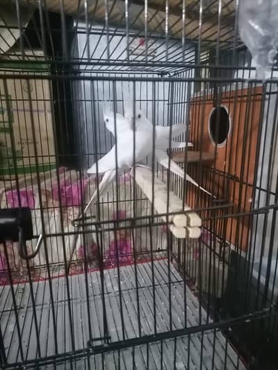 albano red eyes pair white  price final 8000 breeder pair