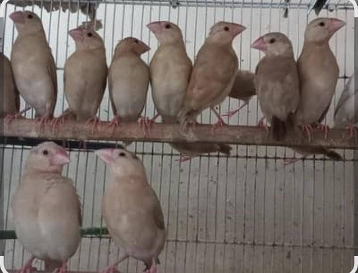 Fawn. java patha jumbo size 0