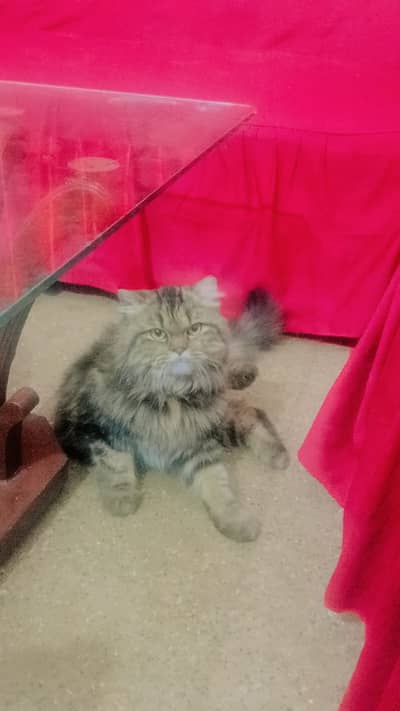 PERSIAN CAT FOR SALE