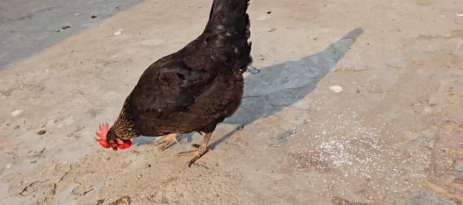 Golden misri starter murgi new egg egg tola 10 han ghr ka han