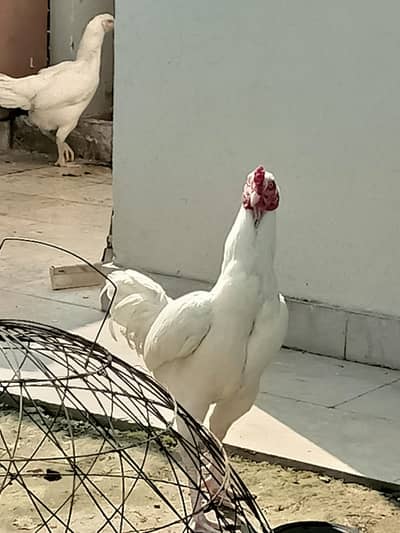 Aseel Heera Brazilian Pair Paper white & Shamo Female