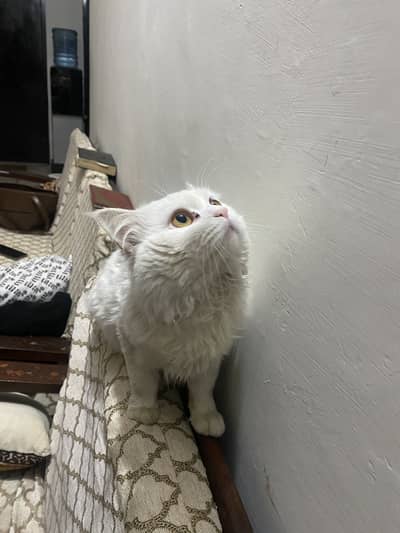 White persian female cat