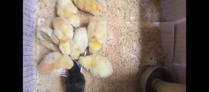 chicks for sale Rs. 120 each