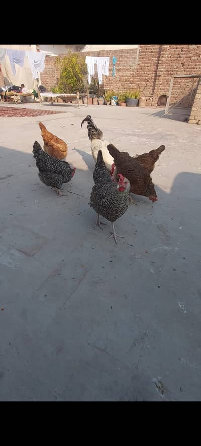 Golden misri hens for sell