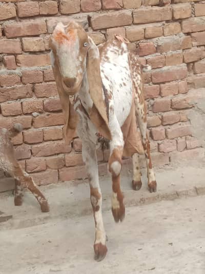 Makhi Cheeni Bakri For Sale – Healthy & Pure Nasal